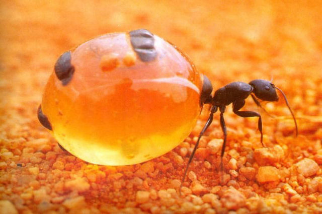 Bizarro mel de formiga australiana, usado na medicina indgena, inspira novos antibiticos poderosos