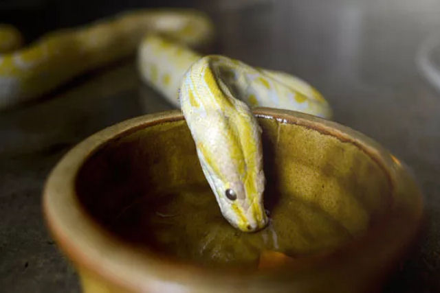 Como as cobras bebem gua com suas lnguas viperinas?s?