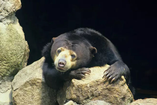 Zoo chins insiste que sua ursa-do-sol no  uma pessoa fantasiada