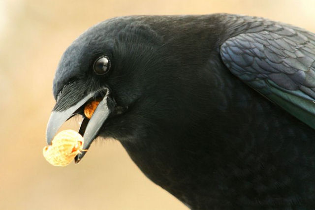Os corvos roubam nossa comida h mais de 30.000 anos