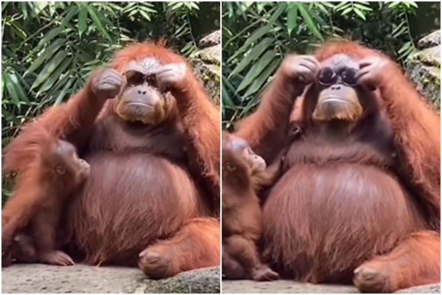 Orangotanga usa culos de sol depois que turista o deixou cair em seu recinto