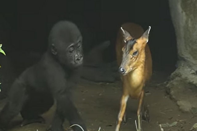 Gorila aceita dois cervos-muntíacos como hóspedes no Zoológico de Taipei