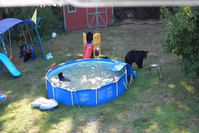 Uma famlia de ursos com cinco filhotes d um mergulho em uma piscina infantil