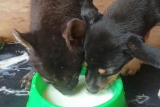 Hiena bebê órfão se torna melhor amigo de cãozinho resgatado