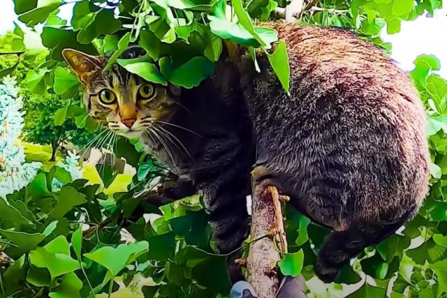 Americano escala grandes alturas para resgatar gatos em rvores