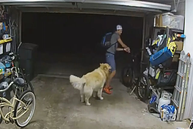 Ladrão de bicicleta interrompe o roubo para brincar com cão amoroso da família
