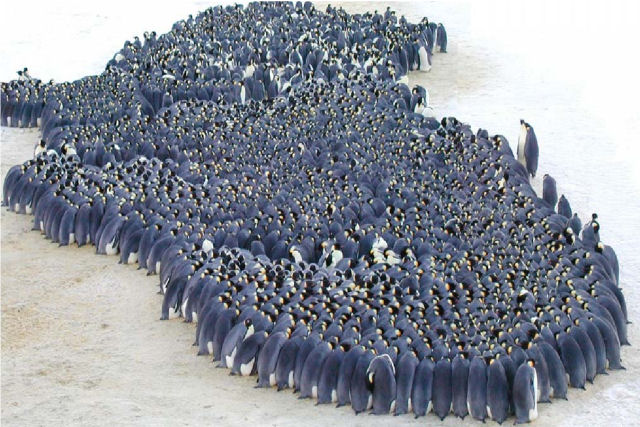 Como os pinguins-imperadores se mantm aquecidos o suficiente para sobreviver a -40C ou menos?