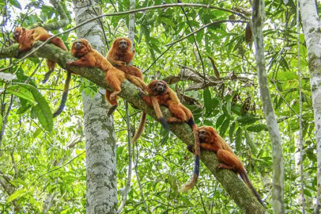 Populao de mico-leo-dourado se recupera aps surto de vrus