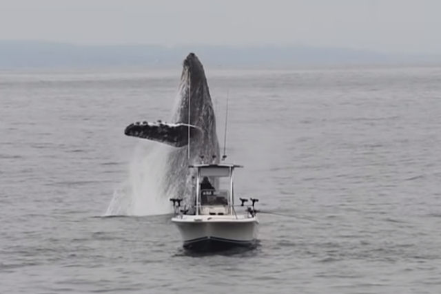 Fotógrafo captura baleia saltando perto de um barco de pesca