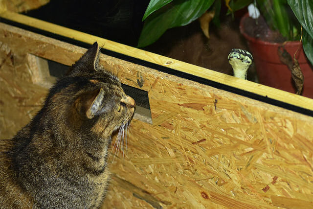 Gato mostra reflexos insanamente rpidos ao se esquivar de picada de cobra