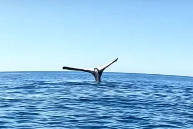 O que está por trás do australiano que filmou uma baleia 