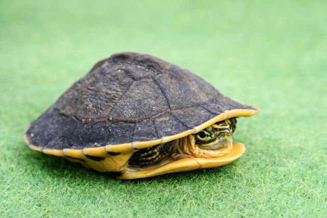 As tartarugas podem sentir quando so tocadas em sua carapaa?