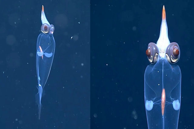 Cientistas capturam imagens em close de uma lula-de-vidro-transparente no fundo do mar