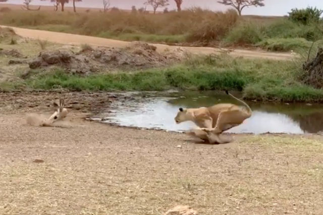 Gazela ridiculariza uma leoa com um drible desconcertante
