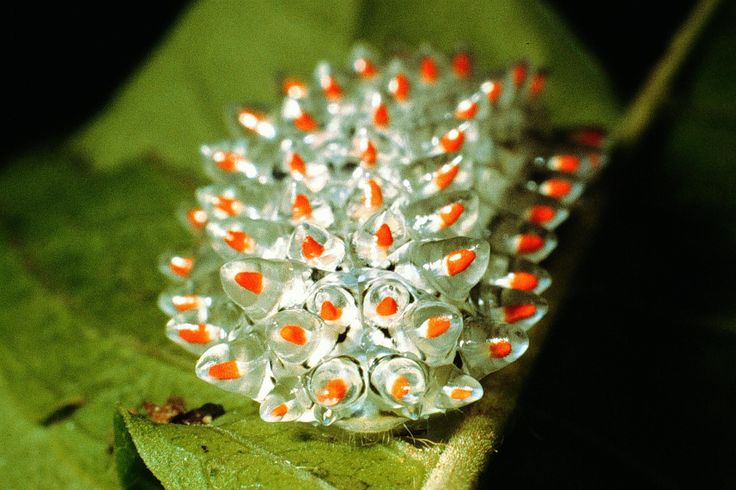 No  uma joia,  a lagarta mais impressionante do mundo
