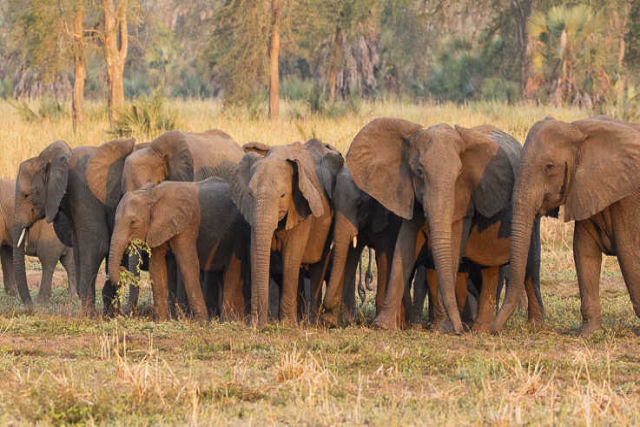Elefantes esto evoluindo para no terem presas devido  caa furtiva de marfim