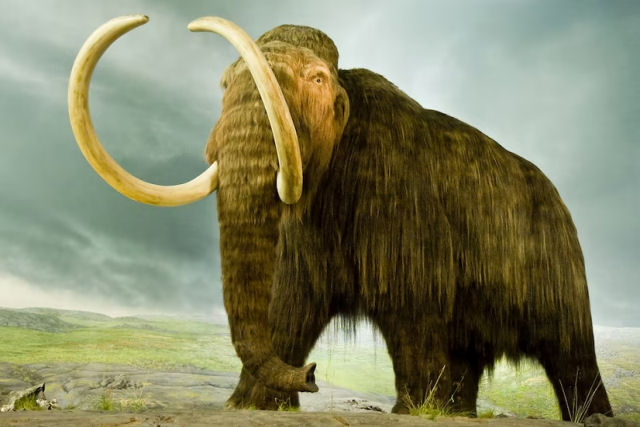 Cientistas esto reencarnando o mamute-lanoso para retornar em 4 anos