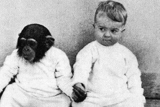 Nos anos 30, psiclogos criaram simultaneamente um chimpanz e um beb exatamente da mesma maneira para ver o que aconteceria