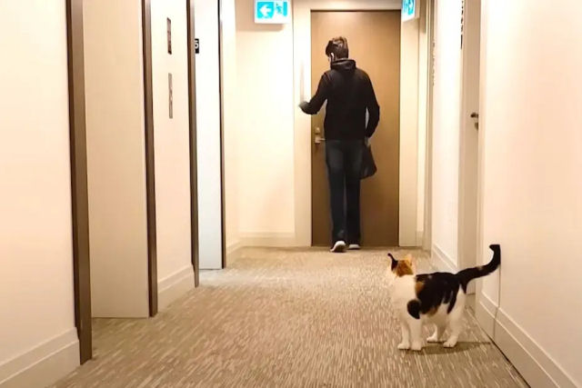 Gata se apaixona por um vizinho no corredor
