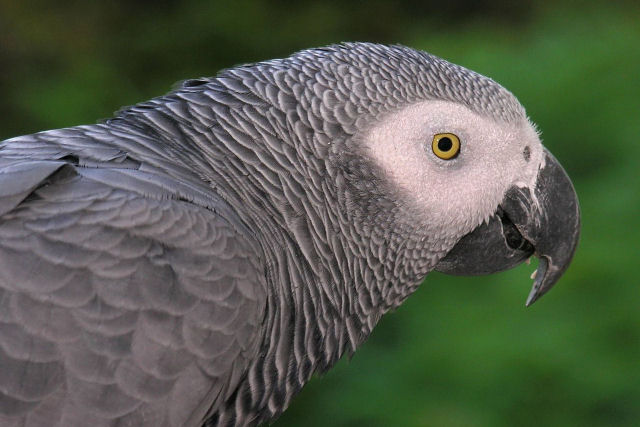 O papagaio-cinza Apollo provavelmente  o mais inteligente do mundo