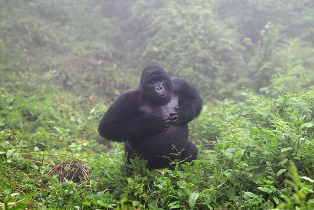Gorilas no blefam quando batem no peito:  uma sinalizao sria que indica tamanho do corpo