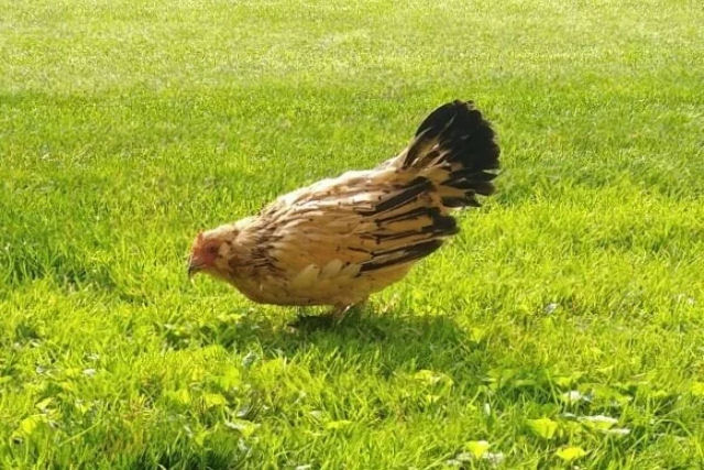 Conhea Peanut, a galinha viva mais velha do mundo, aos 21 anos