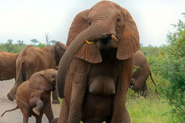 Sabia que as elefantas adultas tm dois seios localizados entre as patas dianteiras?