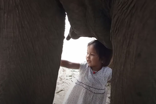 Vídeo mostra garotinha tentando mamar em uma elefanta