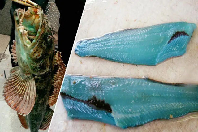 Por que alguns bacalhaus tm carne azul?