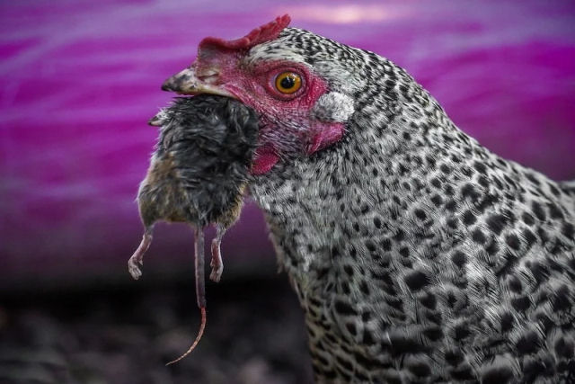 As galinhas realmente comem ratos?