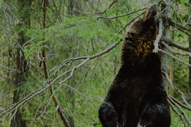 Por que esses ursos estão dançando na floresta?