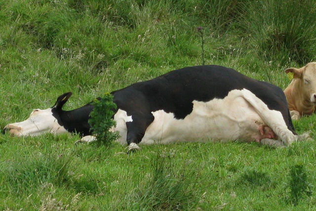 Para tratar o empanzinamento, s vezes,  precido perfurar a vaca para liberar o acmulo de gs