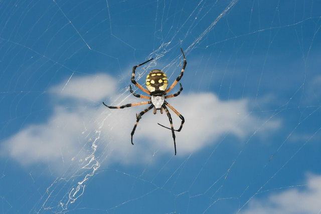 Aranha-tecel envolve as presas com um casulo para comer depois