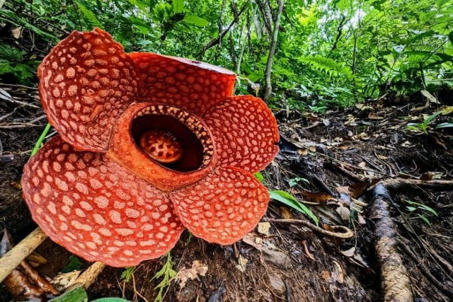 A maior e mais fedorenta flor do mundo está em risco de extinção, dizem os cientistas