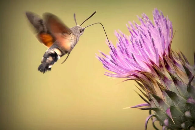 A mariposa-esfinge-colibri parece e age como um beija-flor