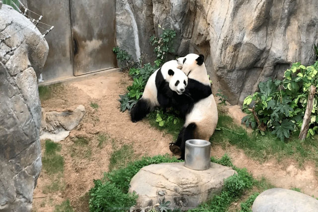 A reproduo no  seu forte, mas pandas gostam de porn