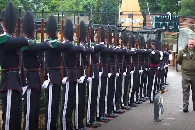 Pinguim de alta patente foi promovido a major-general da Guarda Real Norueguesa