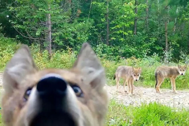 Adorveis filhotes de lobo tentam derrubar uma cmera de trilha