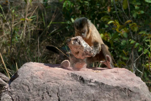 Macacos-prego brasileiros estão em sua própria 'idade da pedra' há