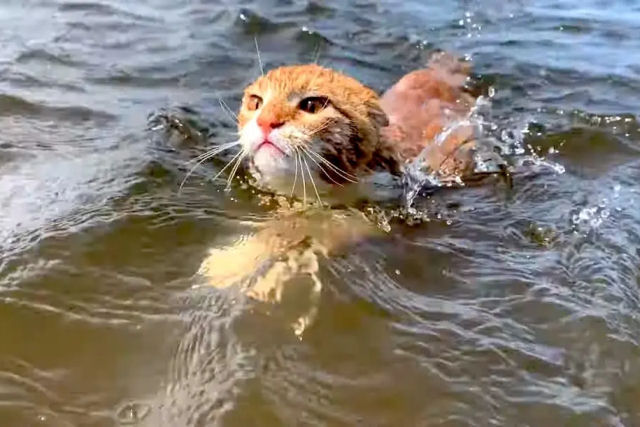 Gato que adora nadar pensa que  um cachorro