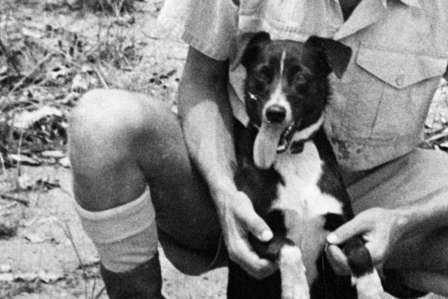 Como um cãozinho salvou a cidade australiana de Darwin dos bombardeios na 2GM