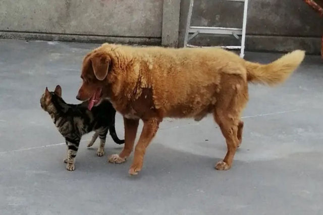 Bobi, o cão mais velho do mundo, morre aos 31 anos
