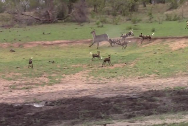 Matilha de mabecos abate um antlope 20 vezes maior que seu tamanho