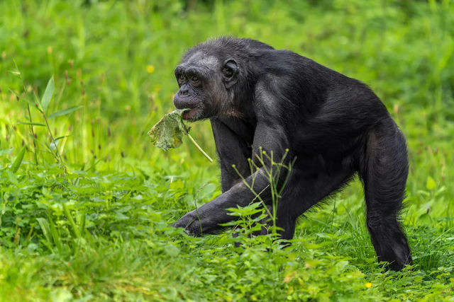 Chimpanzs selvagens passam pela menopausa, revela estudo