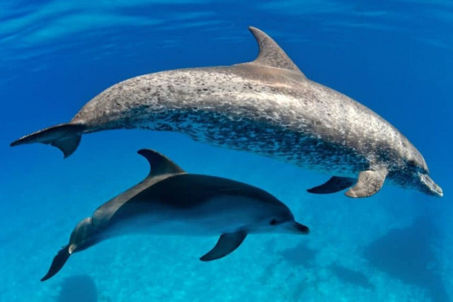 Testemunhe um golfinho recém-nascido aprendendo a nadar nas primeiras horas de vida