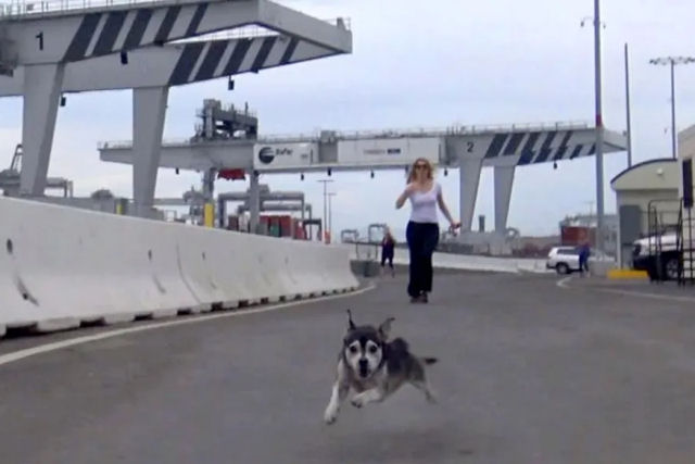 Um esquivo cão de rua chamado ‘Houdini’ evita o resgate até que as pessoas certas o peguem