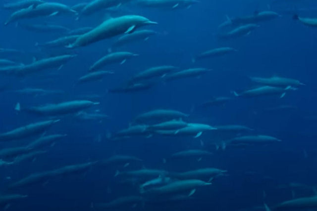 Veja um enorme grupo social de golfinhos-rotadores acrobáticos em um vídeo incrível e raro