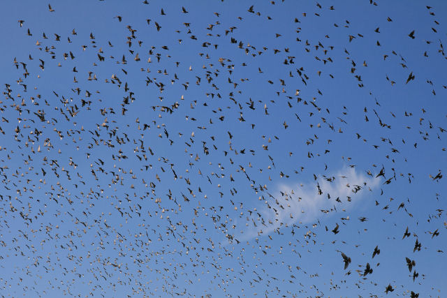 Por que bandos de pássaros voam e rodopiam juntos no céu?