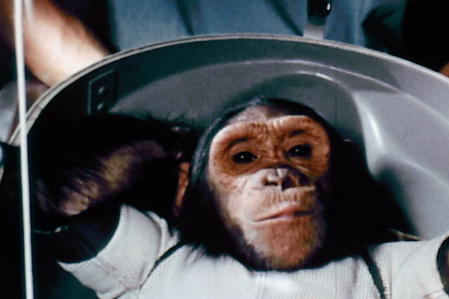 O que aconteceu com ‘Ham’, um dos primeiros chimpanzés astronauta?