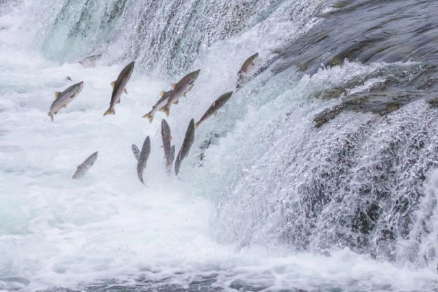 Por que o salmão e outros peixes nadam contra a corrente?